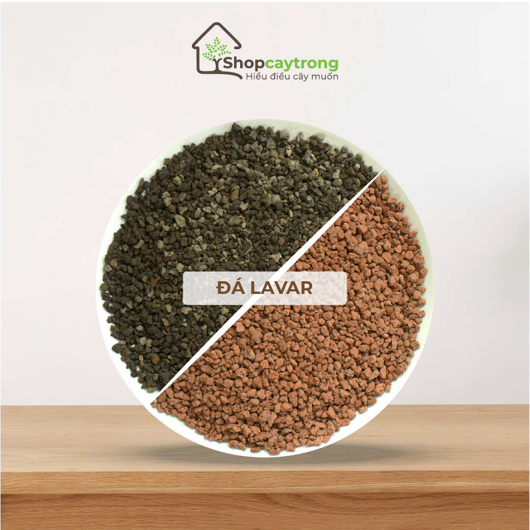 Đá nham thạch trồng sen đá, đều size, sạch, không bụi, đá lava rải mặt chậu