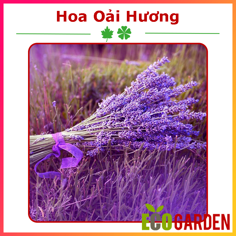 Hạt Giống Hoa Oải Hương Lavender (100H) (ECO.040)