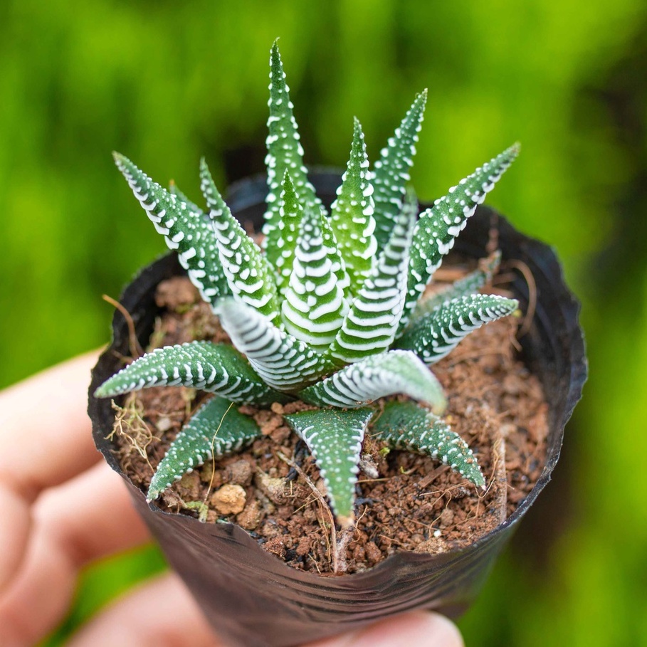 Sen đá móng rồng 3-5cm thuần mọi khí hậu dễ trồng