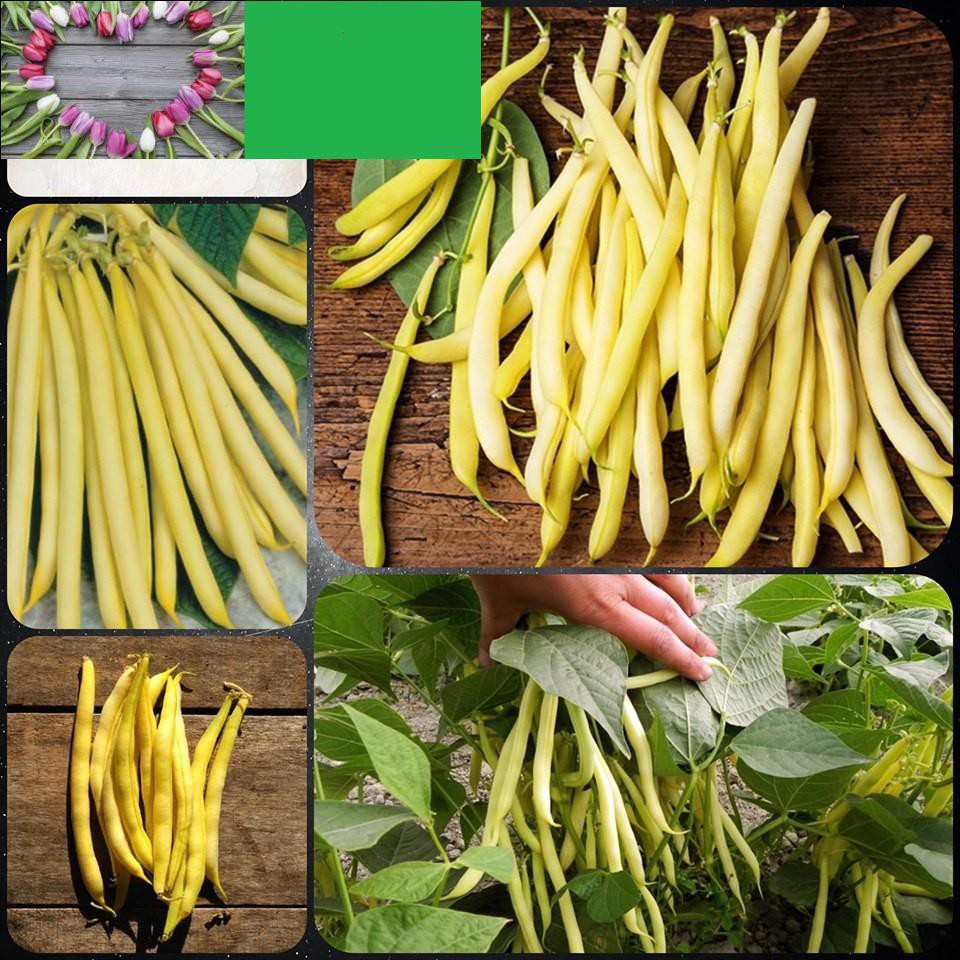 Hạt giống đậu cove vàng 50gr