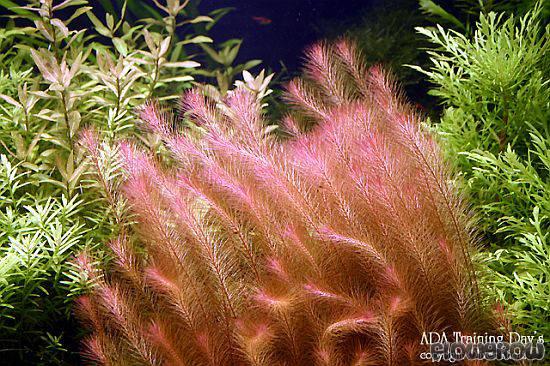 CHỈ ĐỎ - LUÂN THẢO ĐỎ - Rotala wallichii (20 nhánh)