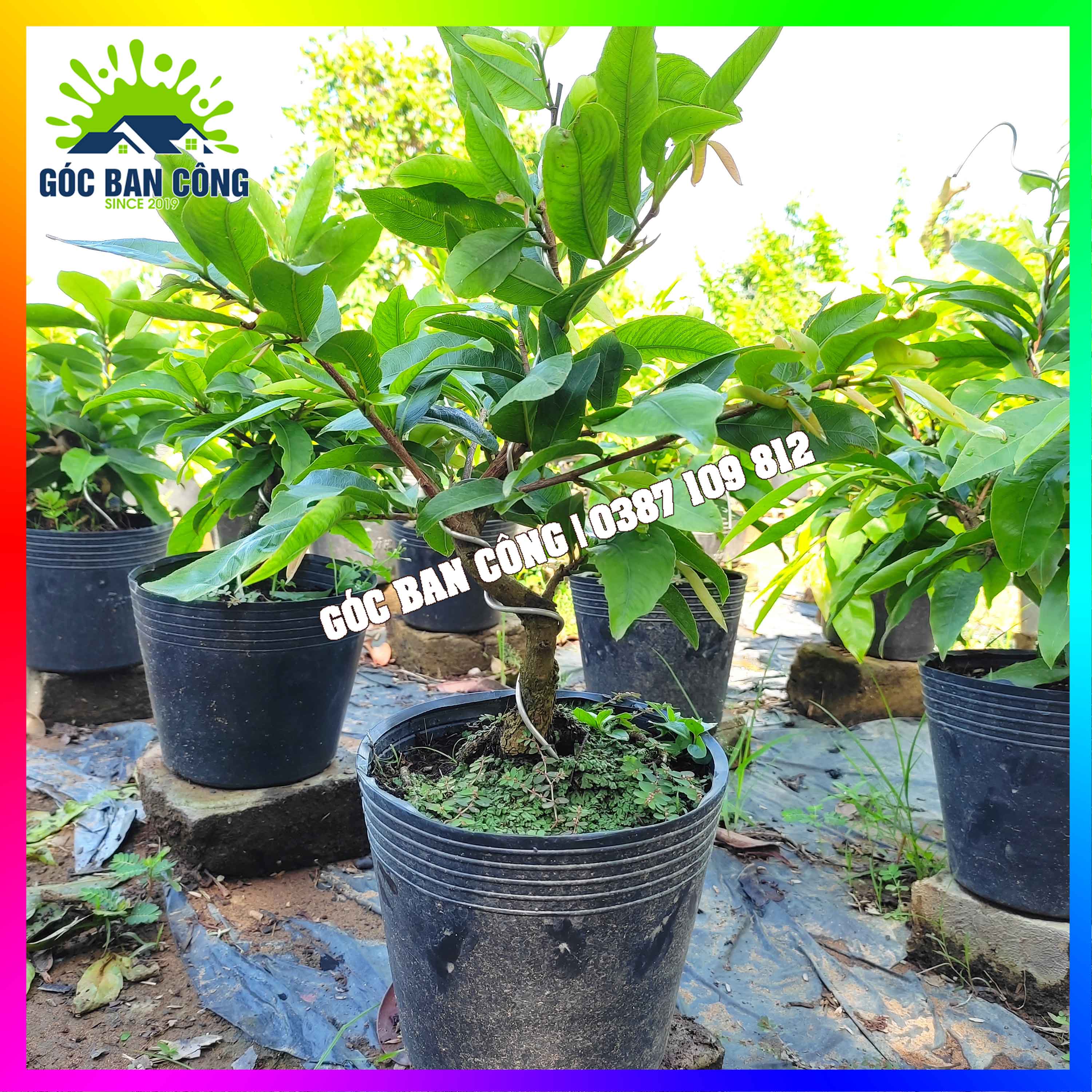 Mai vàng bonsai mini ghép giảo thủ đức 2 mùa