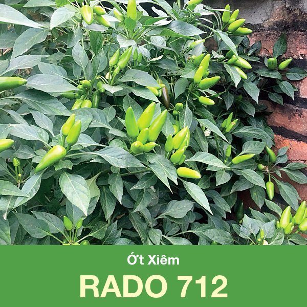 Hạt giống ớt xiêm rado 712- hữu cơ xanh