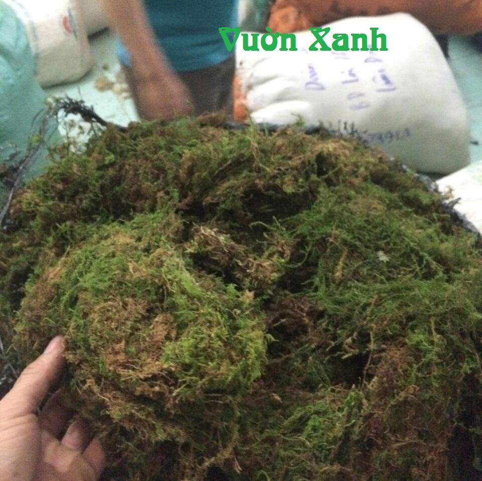 Rêu rừng trồng lan phơi khô 500gr