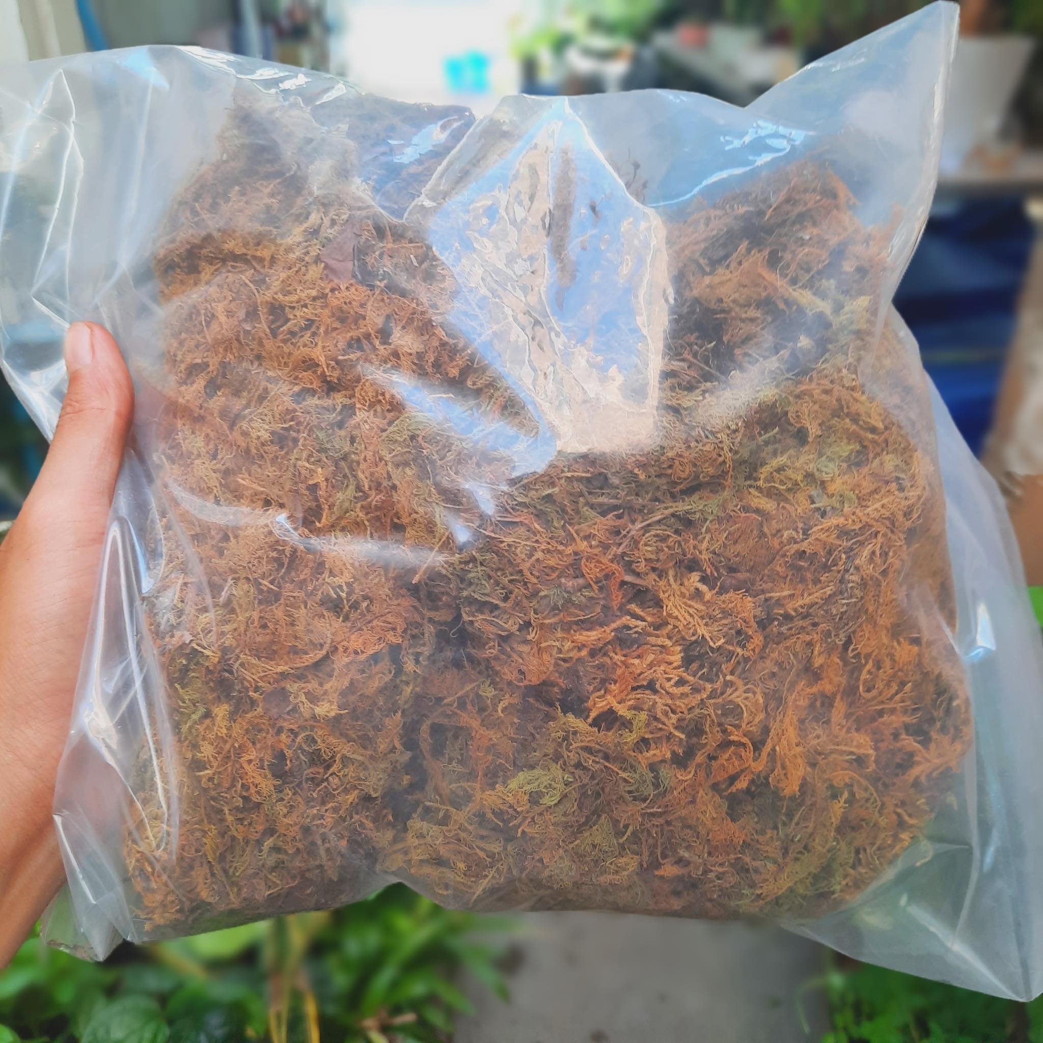 [Ưu đãi] Rêu rừng đã qua xử lý hỗ trợ giữ ẩm cho hoa lan, cây kiểng lá (0,2kg/bịch)
