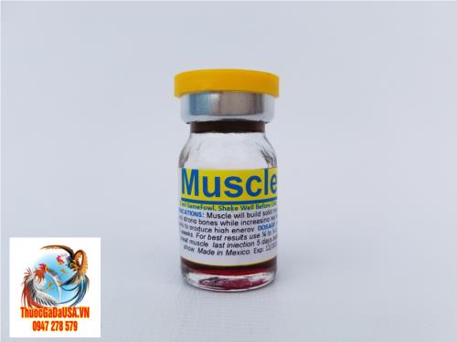 Nuôi gà đá muscle - tăng cơ bắp gia tăng hormone mạnh mẽ