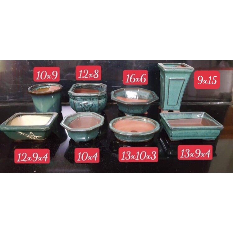 Combo 8 chậu bonsai cây cảnh sen đá mini màu xanh SP556