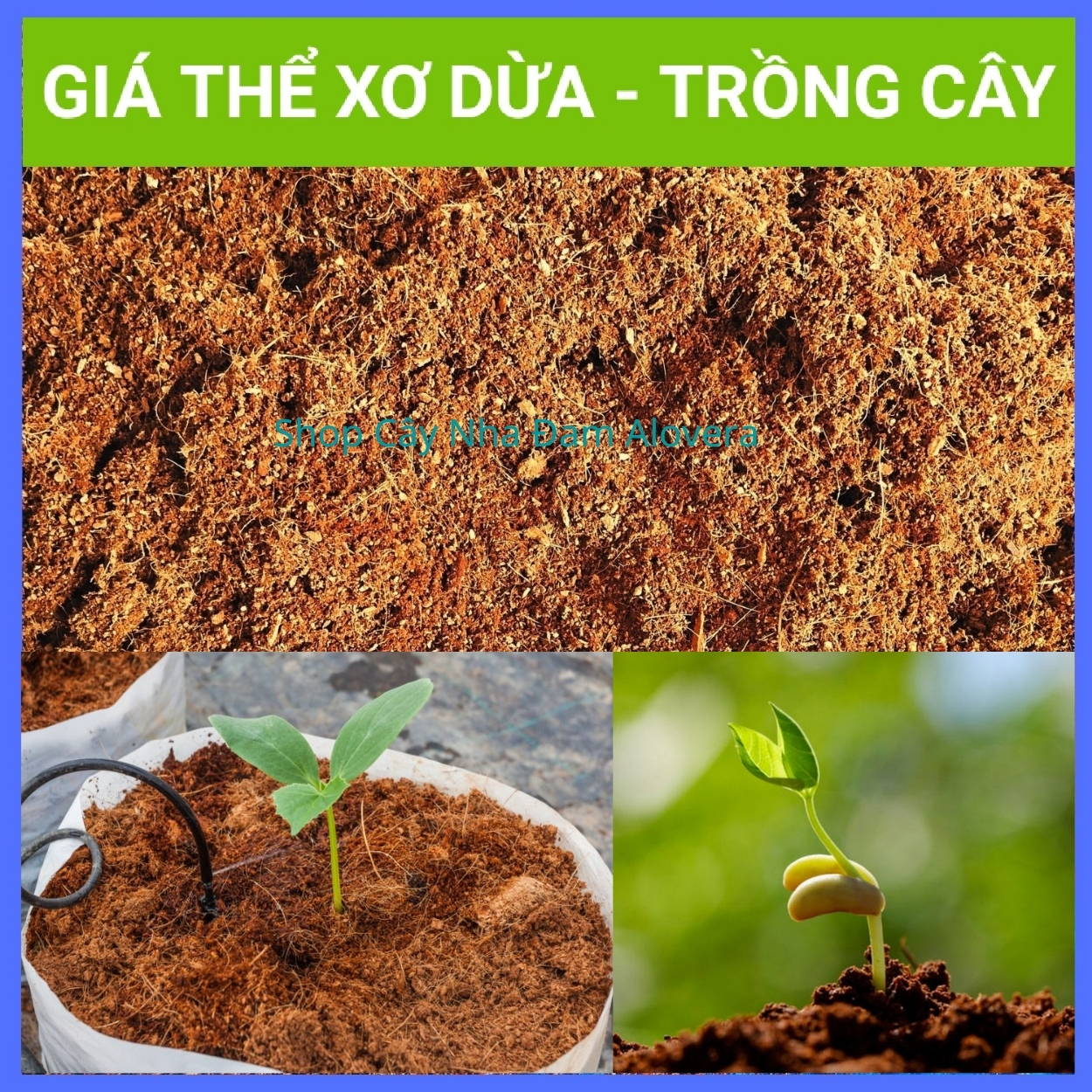Sơ dừa trồng cây đã xữ lý ươm hạt giống, trồng cây