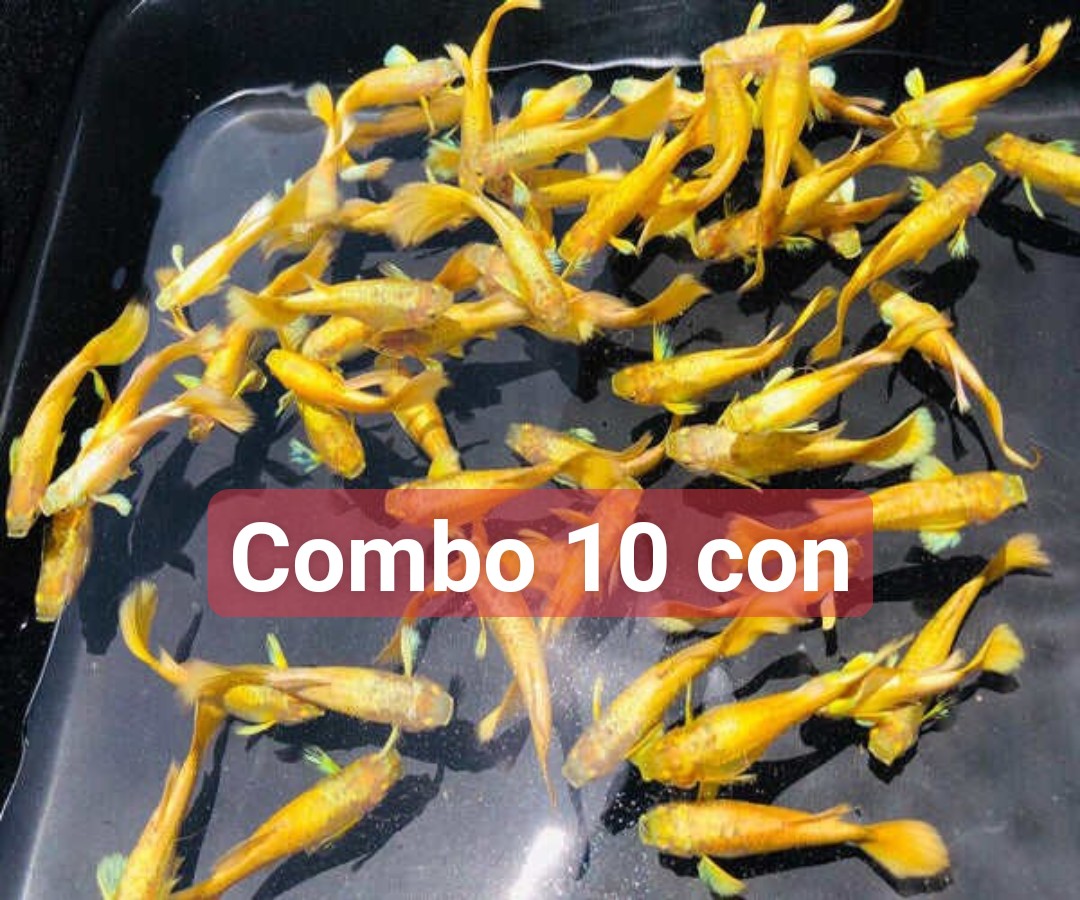 10 con fullgold vàng tươi siêu dễ nuôi