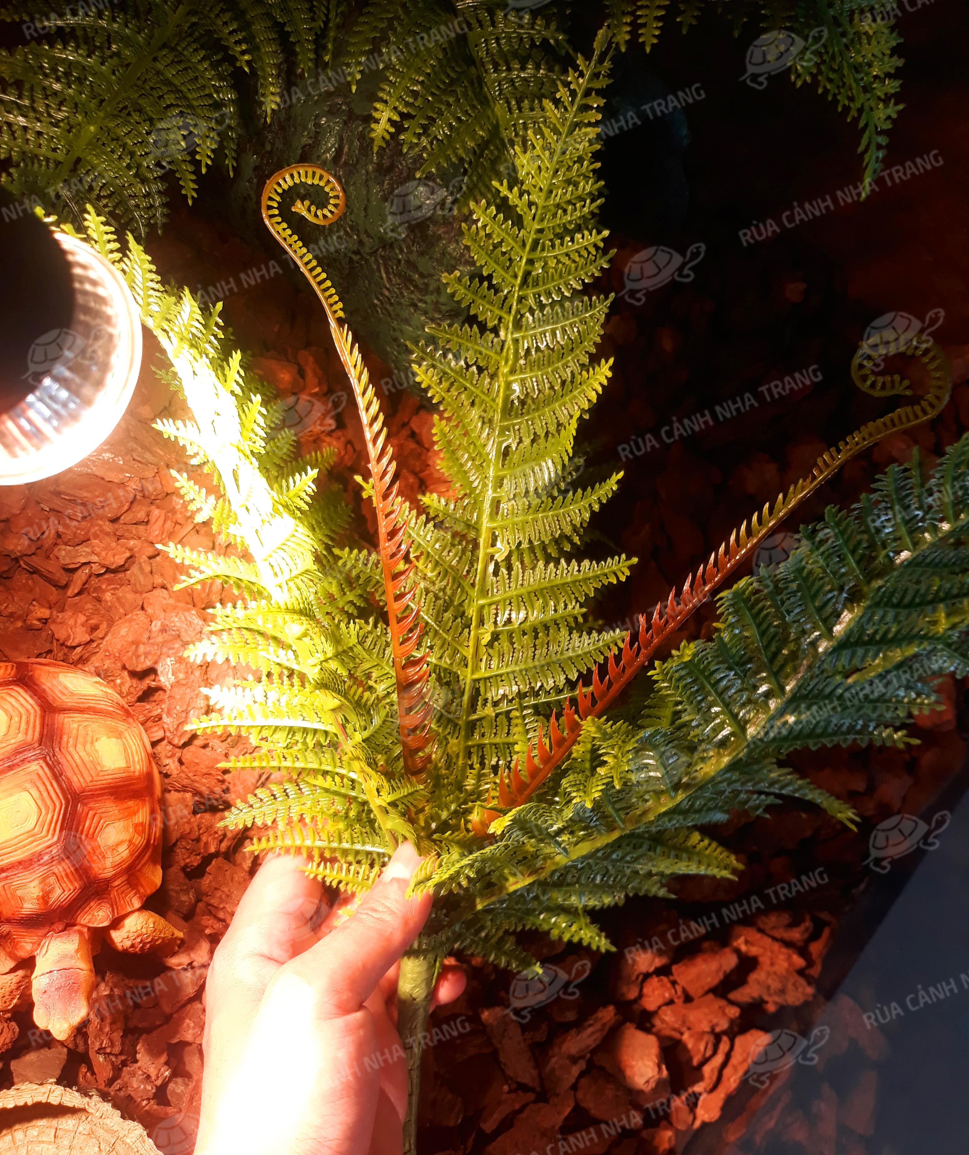 Dương xỉ trang trí chuồng bò sát, dương sỉ giả trang trí nhà cửa