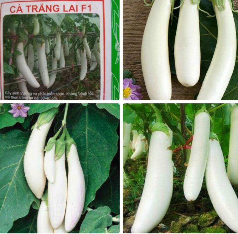 Hạt giống cà trắng lai quả dài  - 1 gói 2gram