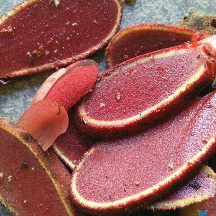 nấm ngọc cẩu khô 1kg