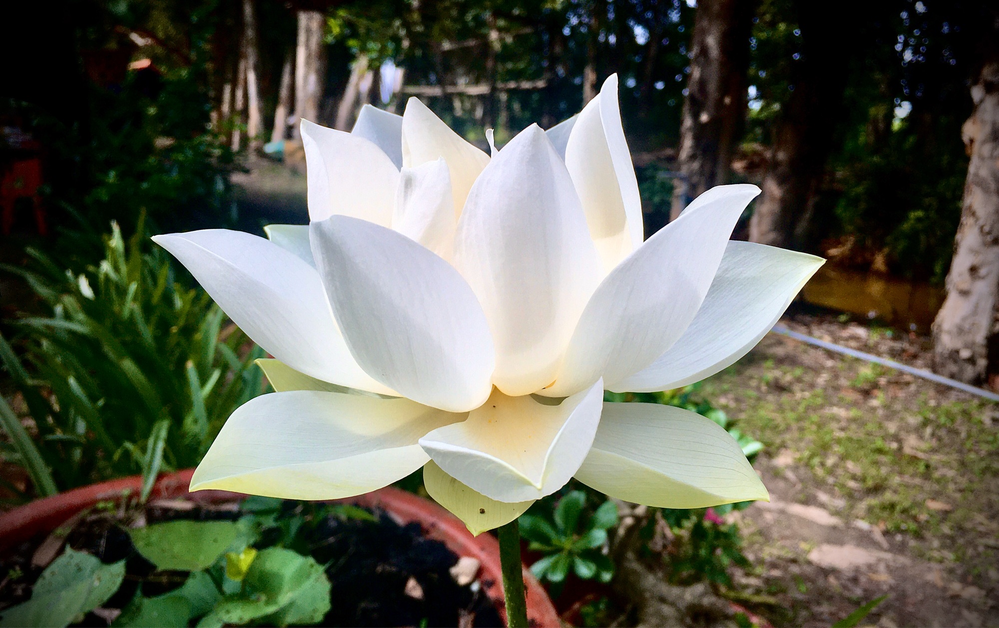 Trồng sen trắng truyền thống bằng ngó. Trắng thanh khiết, mau lên cây ra hoa.