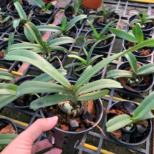 Lai đai châu giống 20 tháng tuổi ( Ngọc điểm - Nghinh Xuân)