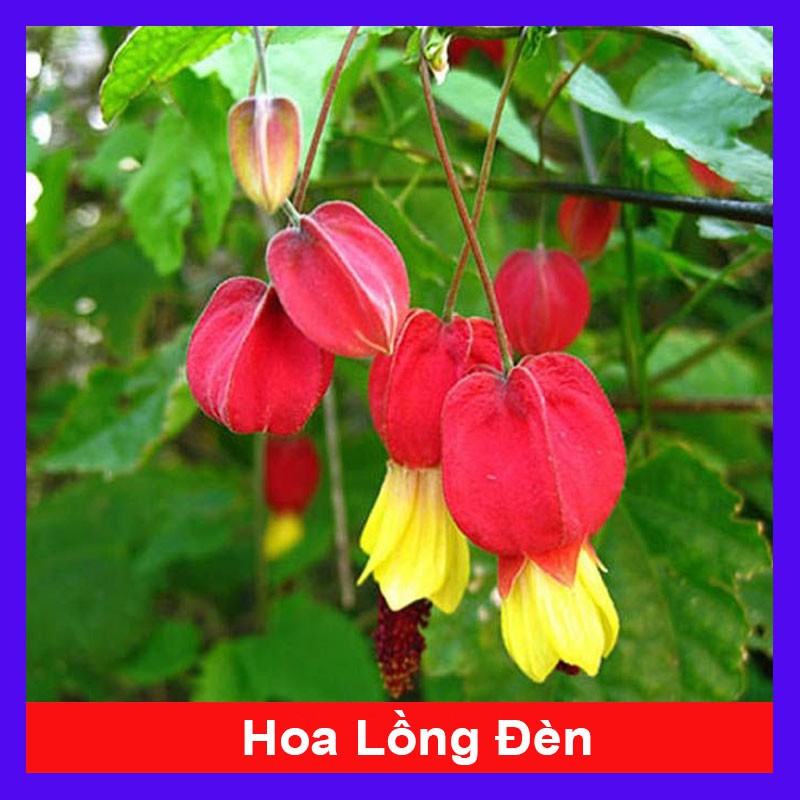 Cây lồng đèn - cây cảnh sân vườn - cây cảnh trong nhà - cây cảnh đẹp - caykiengsadec