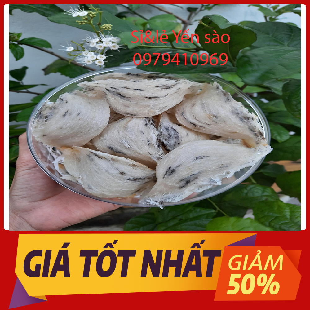 tổ yến sào thô 1 tai y hình 5- 6gr tặng kèm táo đỏ, đường phèn, hạt chia