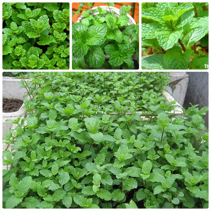 [HCM]Hạt giống rau húng bạc hà - húng lủi gói 0.1gr