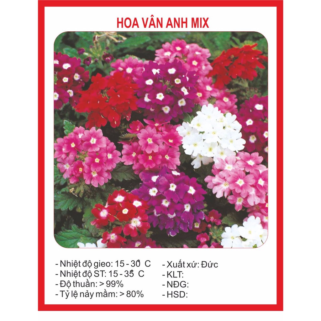 Hạt giống hoa vân anh 50 hạt