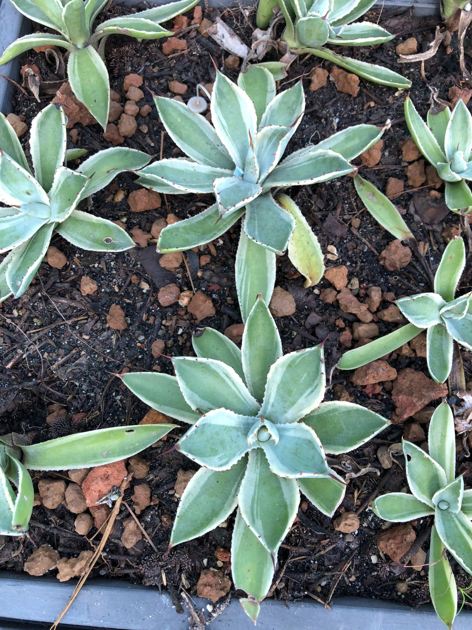 Xương rồng agave