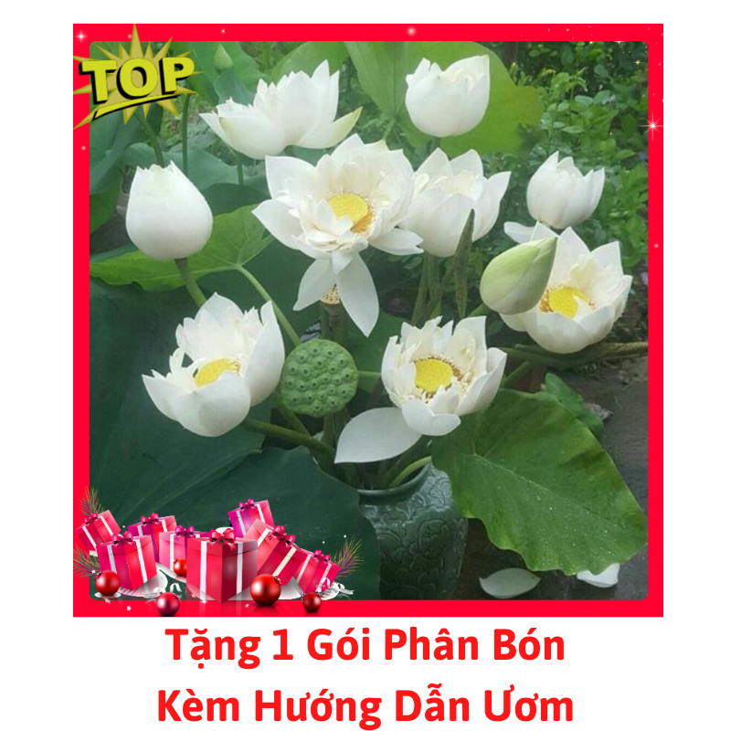[Lấy mã giảm thêm 30%] Gói Hạt Giống Hoa Sen Trắng(Đã Mài Sẵn Đầu Hạt)