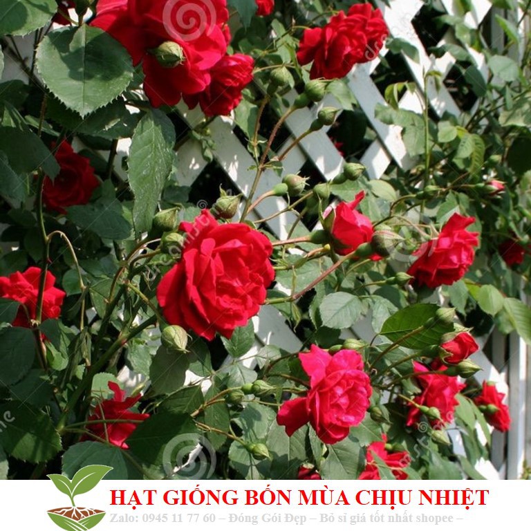 166A Hạt Giống Hồng Leo Cổ Hải Phòng Siêu Bông 10 Hạt