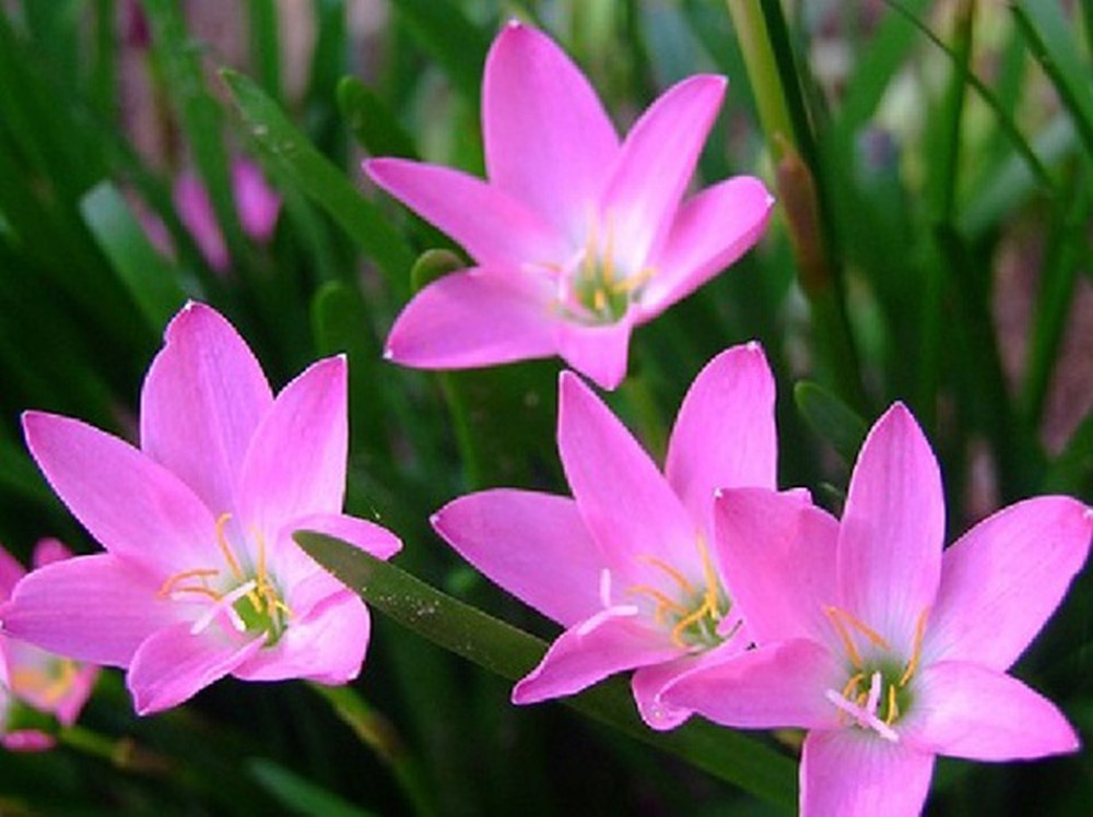 Com bo 2 bầu hoa Tóc Tiên 2 mầu trắng và hồng