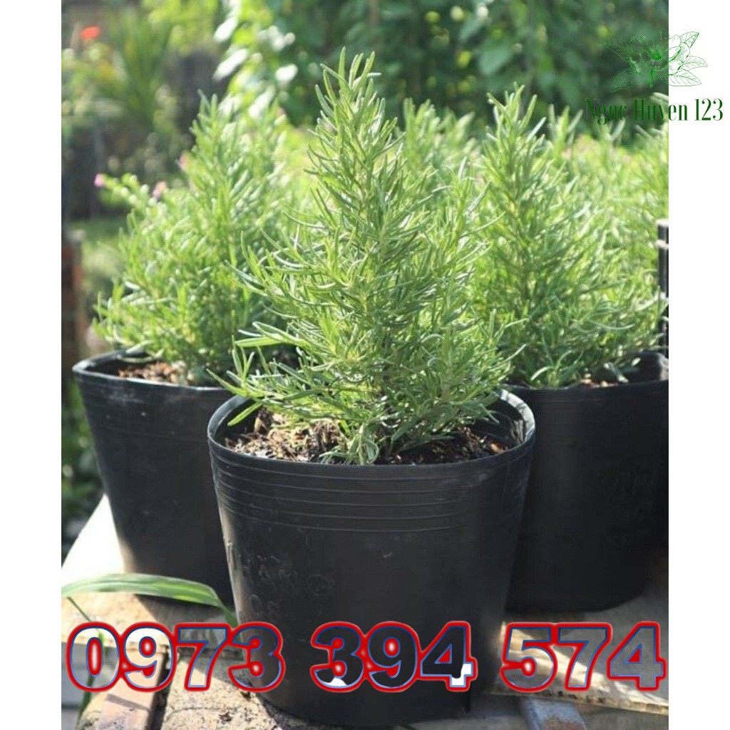 Cây Hương Thảo (Cây Rosemary)- Cây Để Bàn-Thanh Lọc Không Khí, Giảm Căng Thẳng Mệt Mỏi