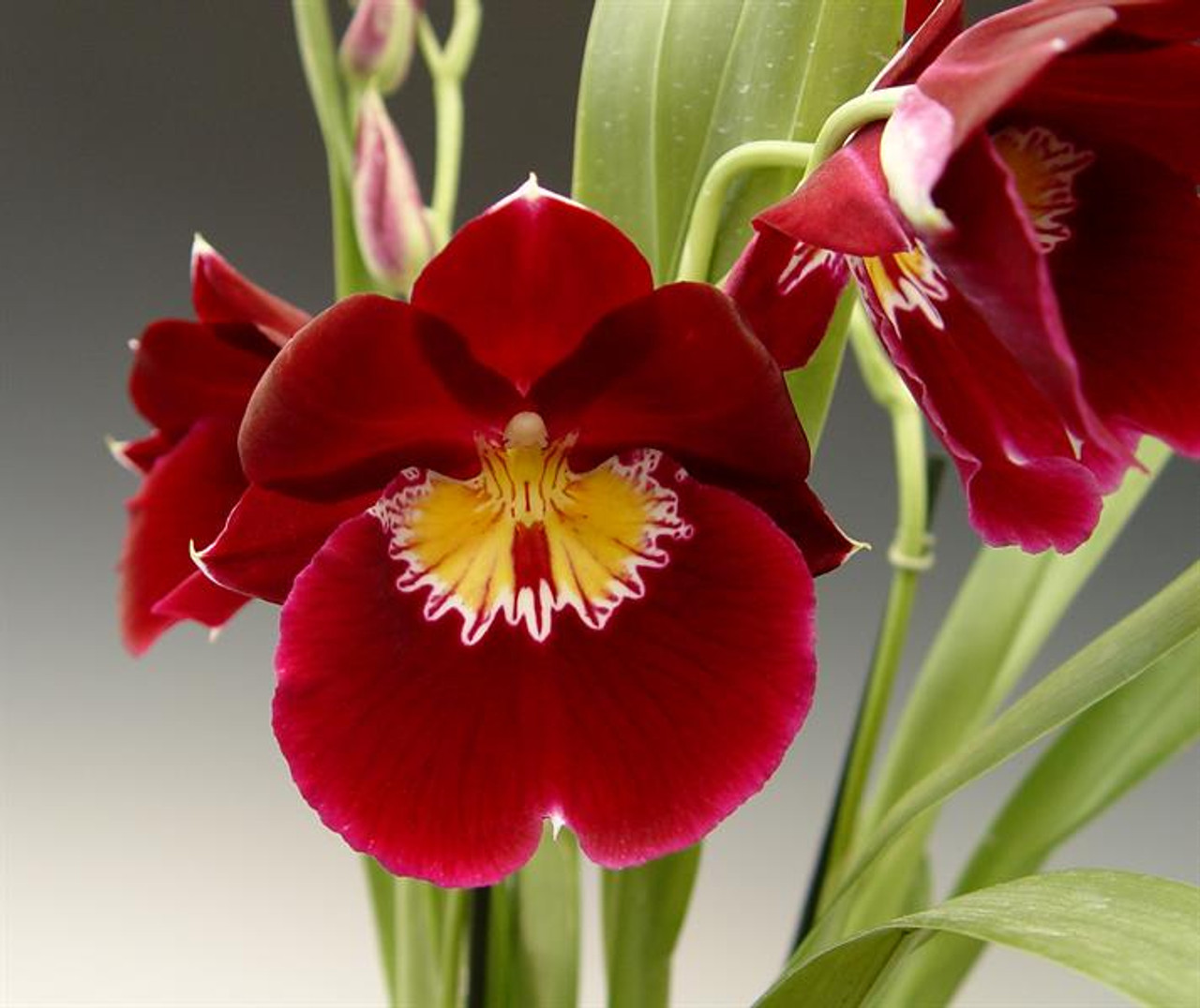 Vũ Nữ Miltonia- cây giống