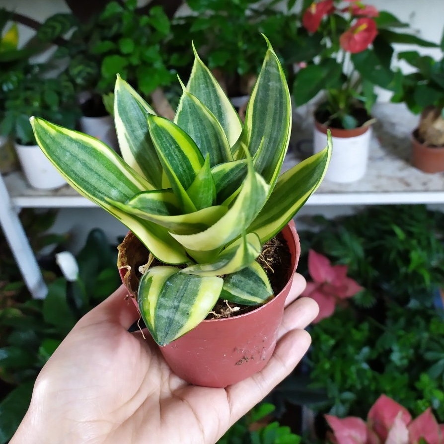 Cây Lưỡi Hổ Thái Vàng (Chậu Nhựa)