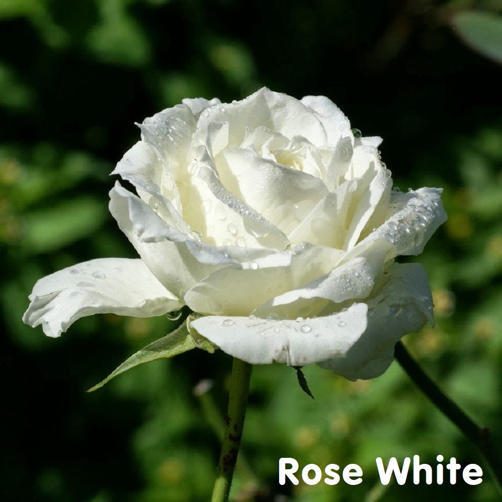 Tinh dầu hoa hồng trắng White Rose Essential Oil