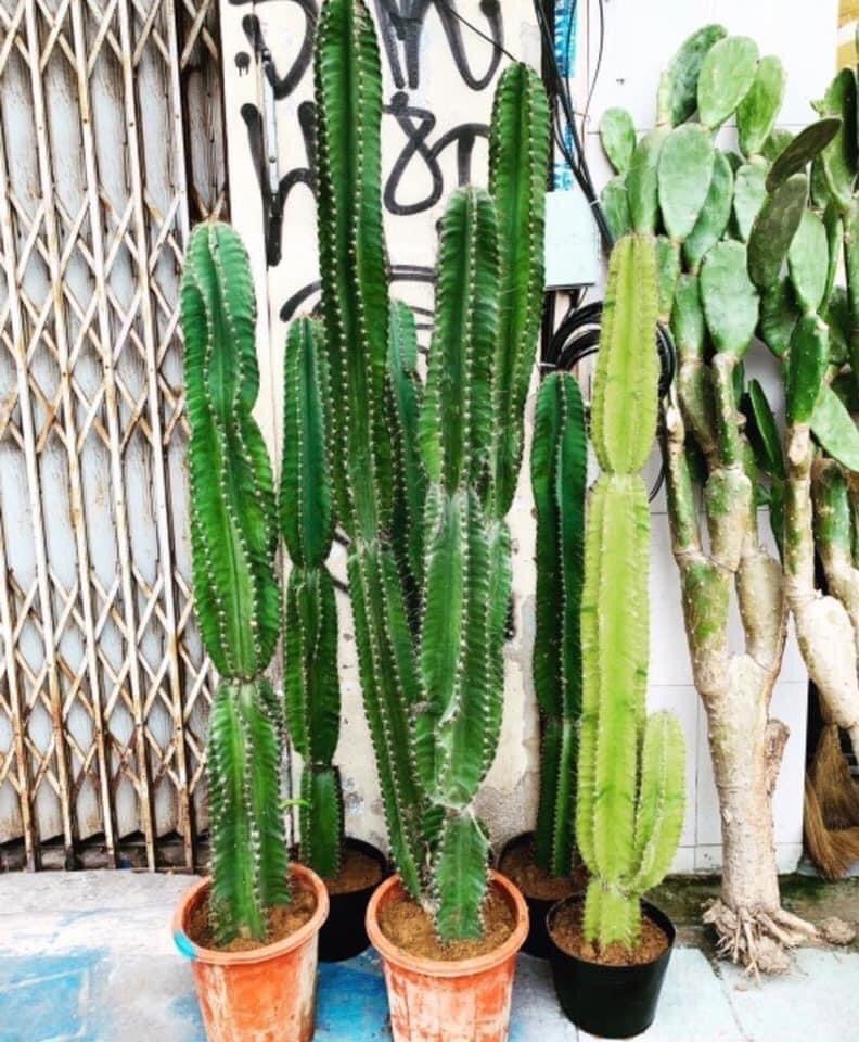 Xương rồng trụ ( loại có 0,8-1m, có 2-3 nhánh và rễ như hình )