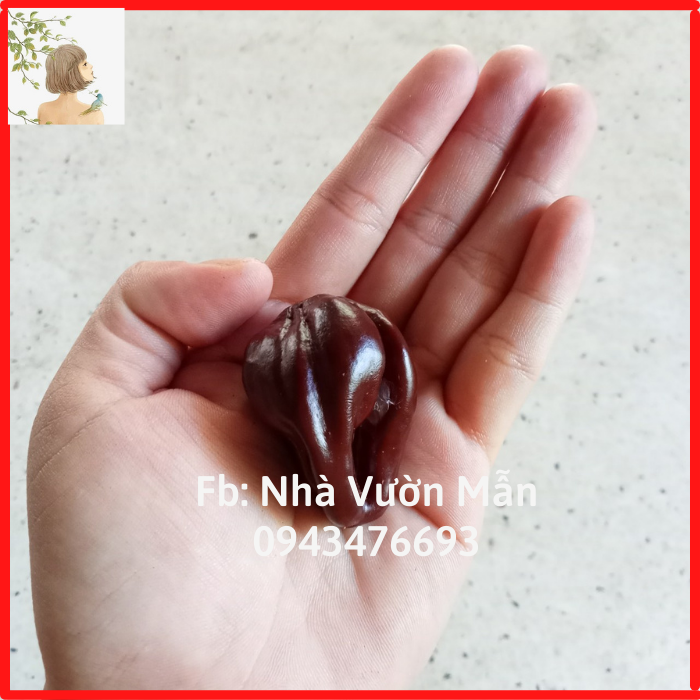 5 Hạt Giống Ớt Habanero Chocolate (Siêu Cay)