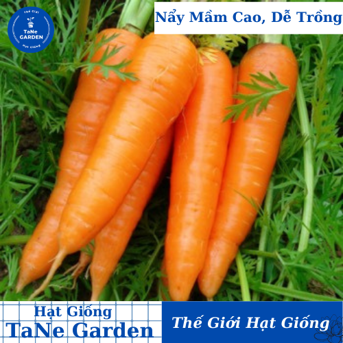 2gr hạt giống cà rốt kuroda - tane garden