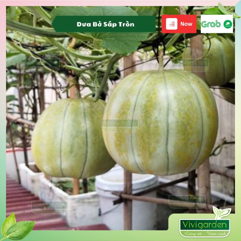 Hạt giống dưa bở dưa gang truyền thống Hà Nội nhiều loại cây khỏe, trái nhiều, siêu thơm ngon và dễ trồng chịu nhiệt tốt
