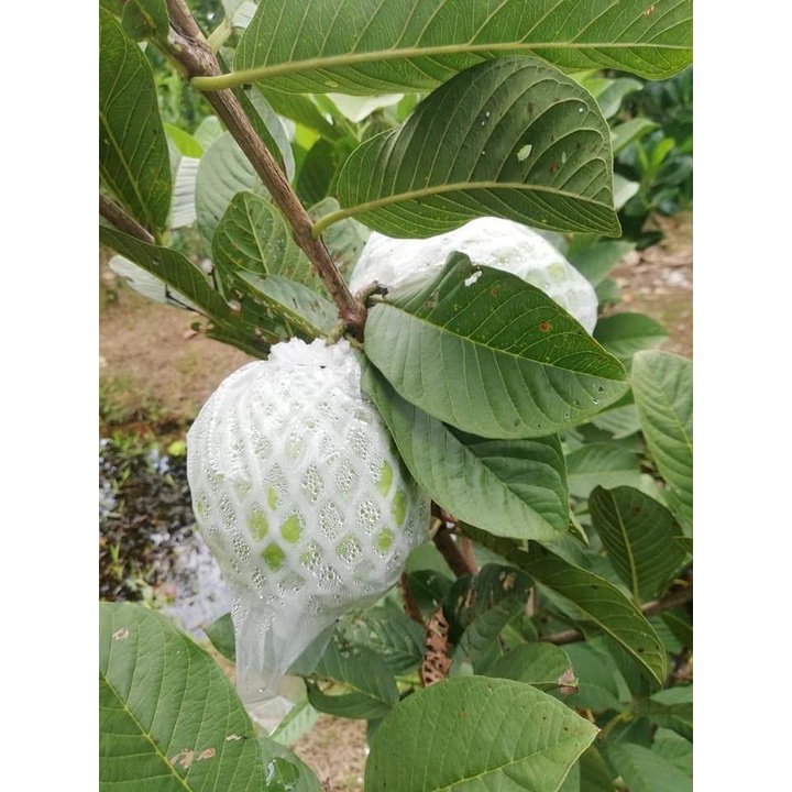 1kg túi xốp bọc ổi đã lồng sẵn thun xốp bì - túi bọc trái cây