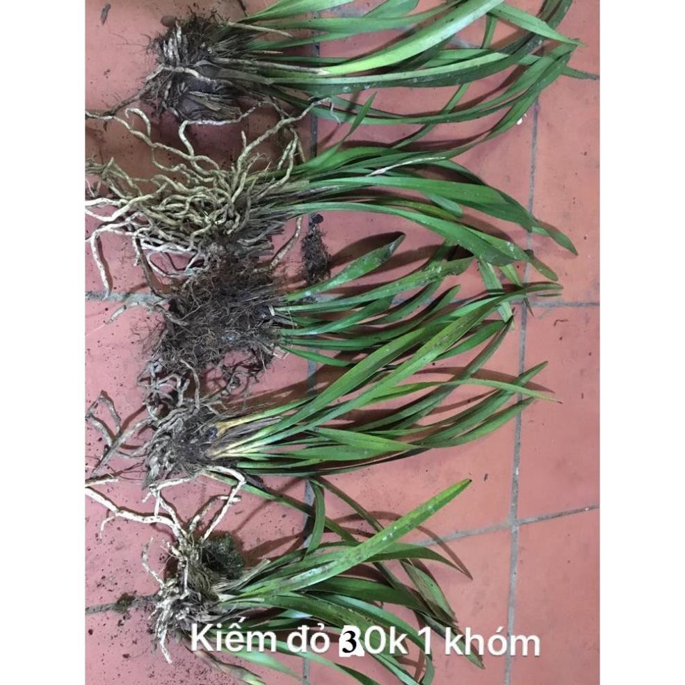 Có sẵn 1 thân địa lan cây lan kiếm đỏ tay bắc, hoa thơm- cây giống