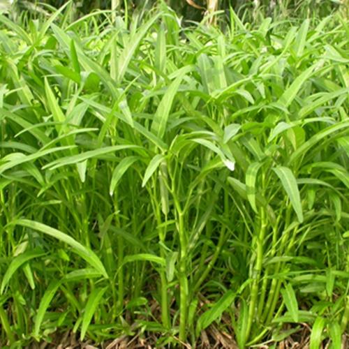 Hạt Giống Rau Muống Lá Tre. Túi 50 Gram. Chất Lượng Cao