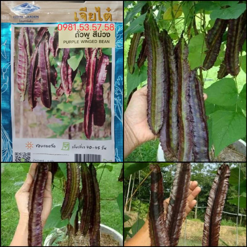 Hạt giống đậu rồng tím thái lan-gói 5gram