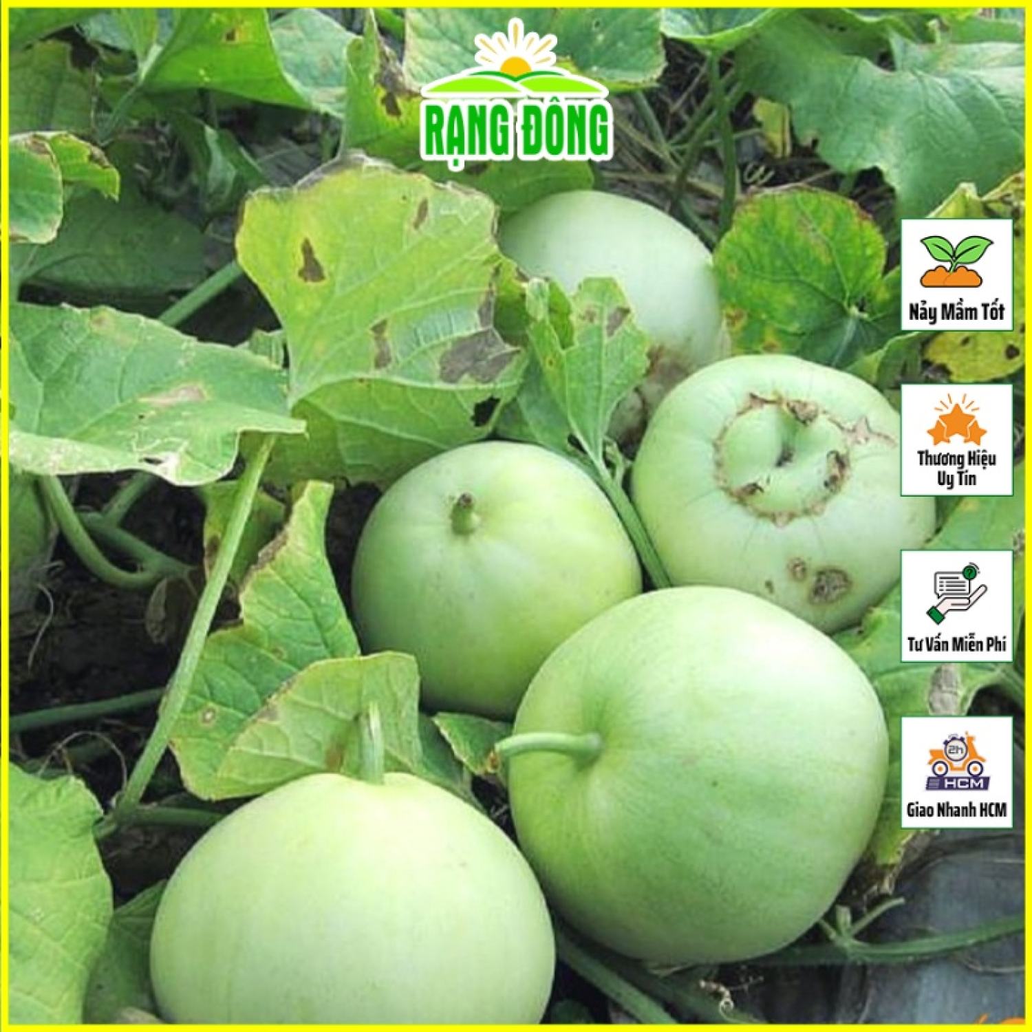 Hạt giống dưa lê popoca siêu ngọt trái to, trồng được quanh năm, dễ chăm sóc - hạt giống rạng đông