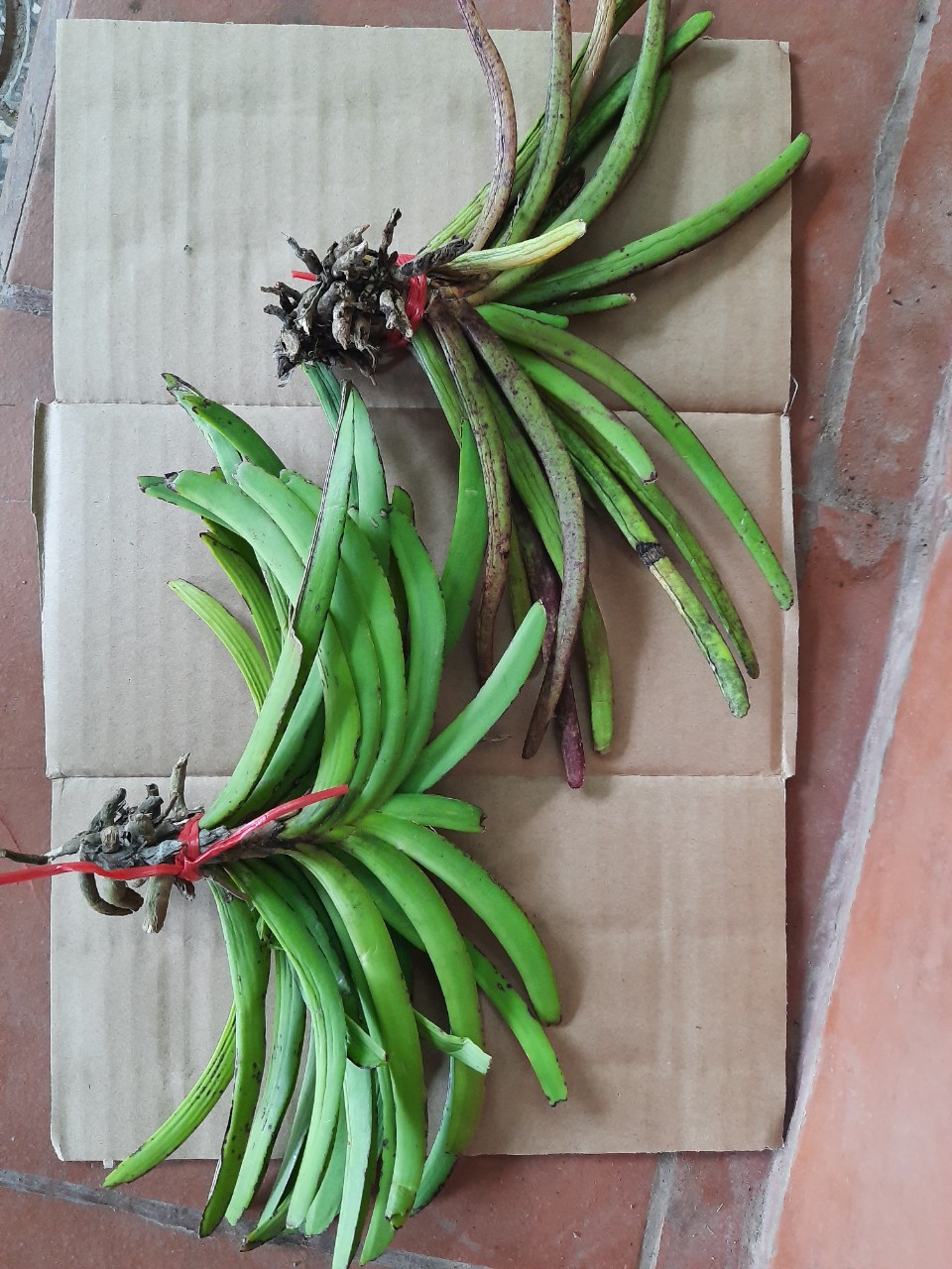 lan rừng đuôi sóc bó 3 cây 35k