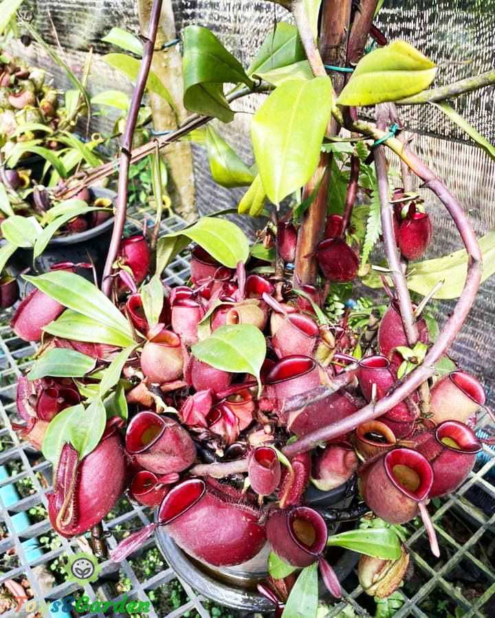 Cây nắp ấm nepenthes amullaria - cây bắt mồi, cây ăn thịt côn trùng độc đáo, dễ chăm sóc