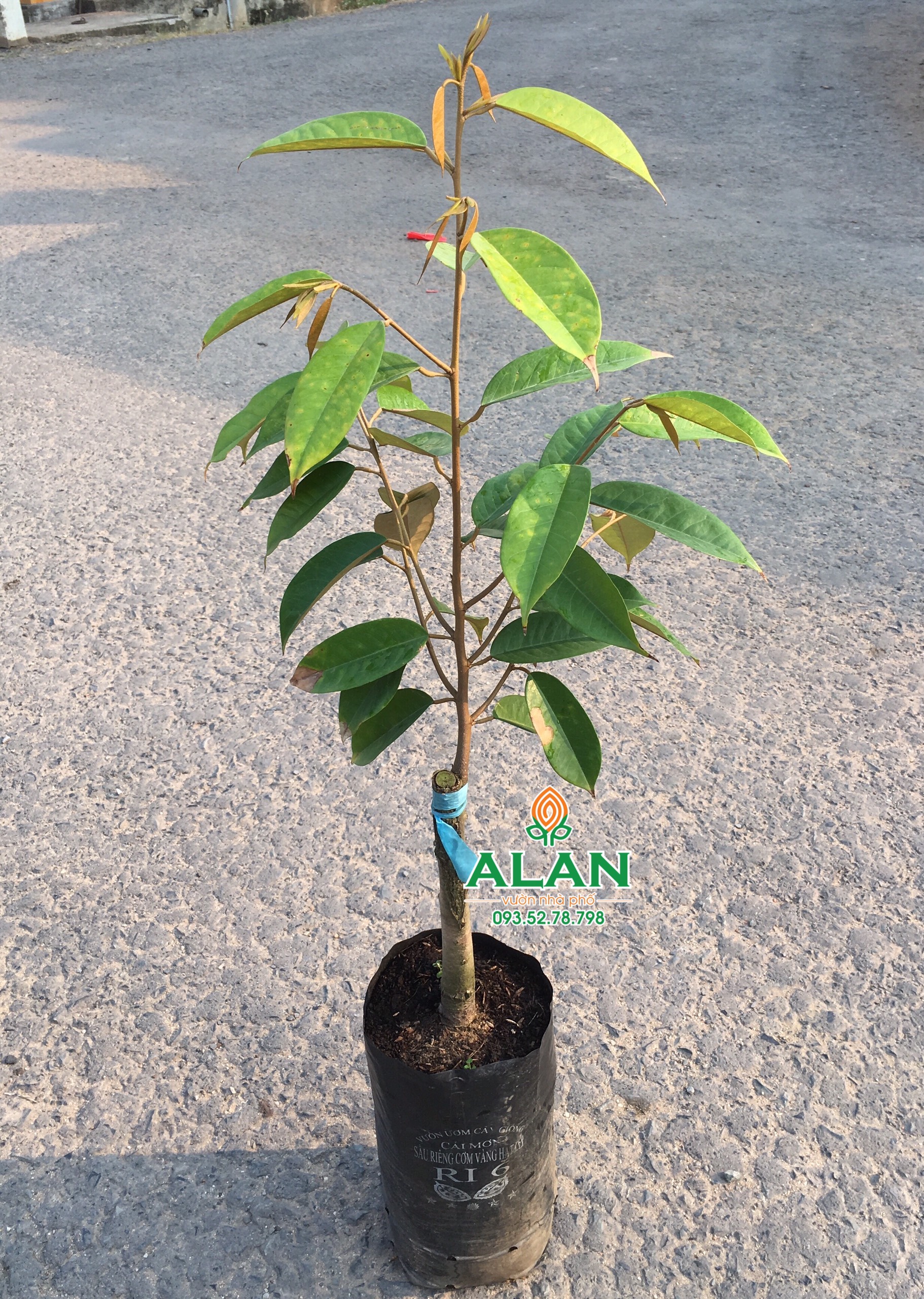 Cây Sầu Riêng Ri6 (to)