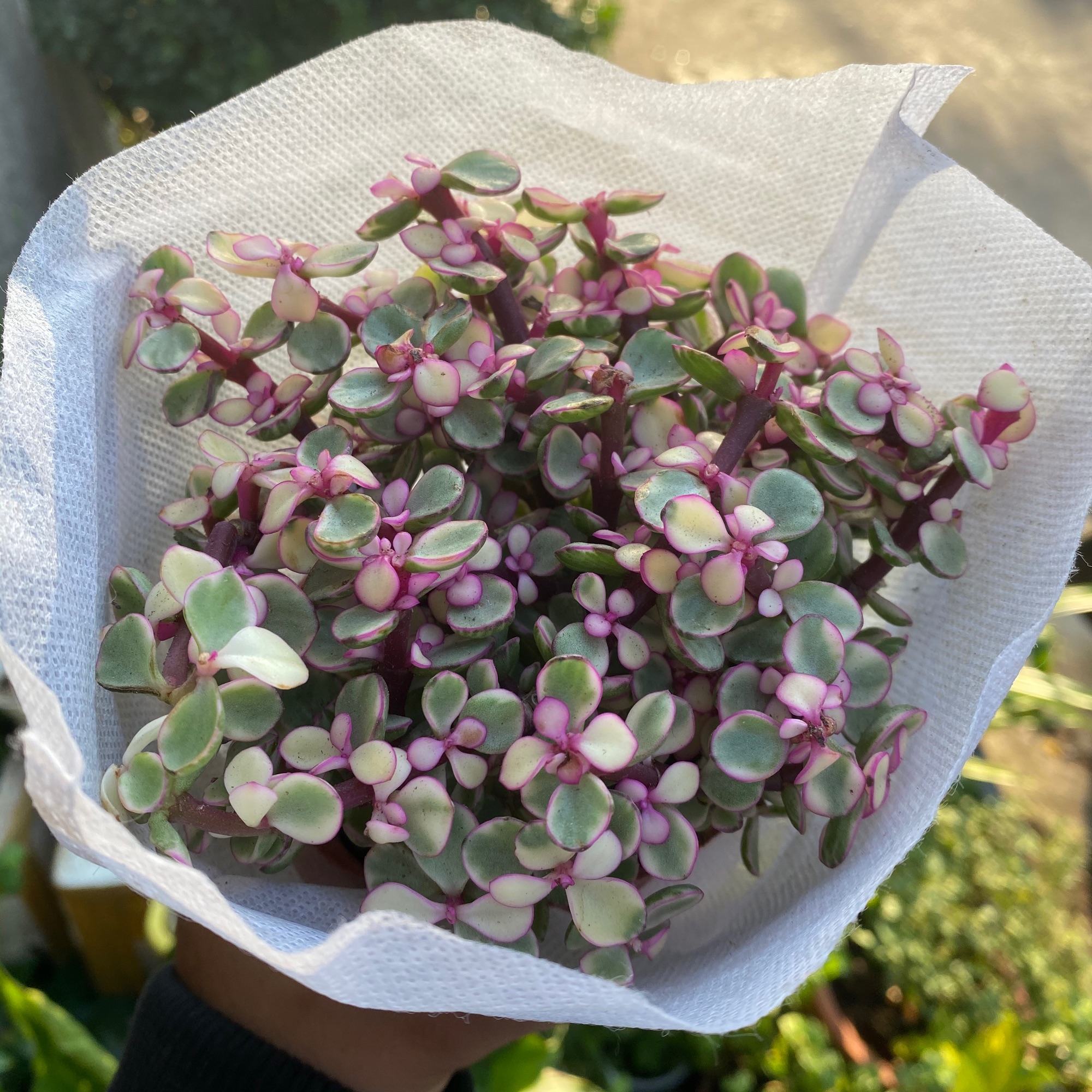 SEN ĐÁ ĐÔLA HỒNG ĐỂ BÀN ĐẸP