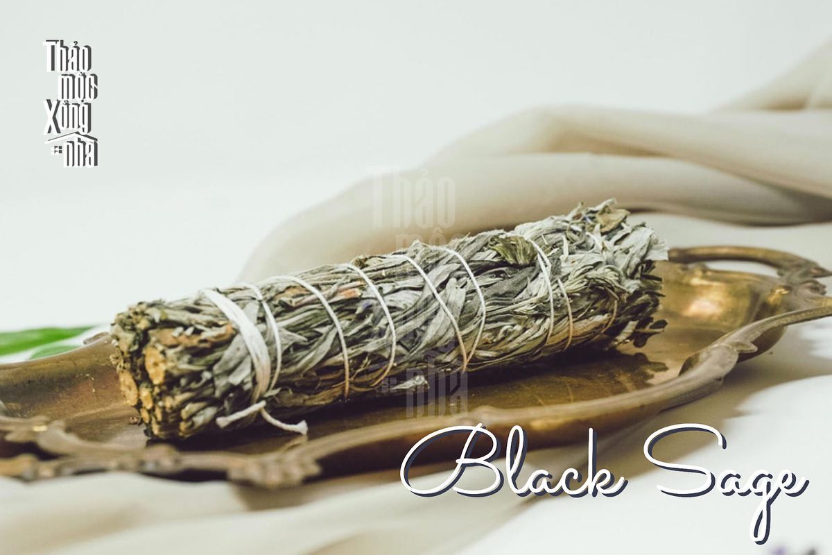 Xô thơm đen - Black Sage - Thảo Mộc Xông Nhà