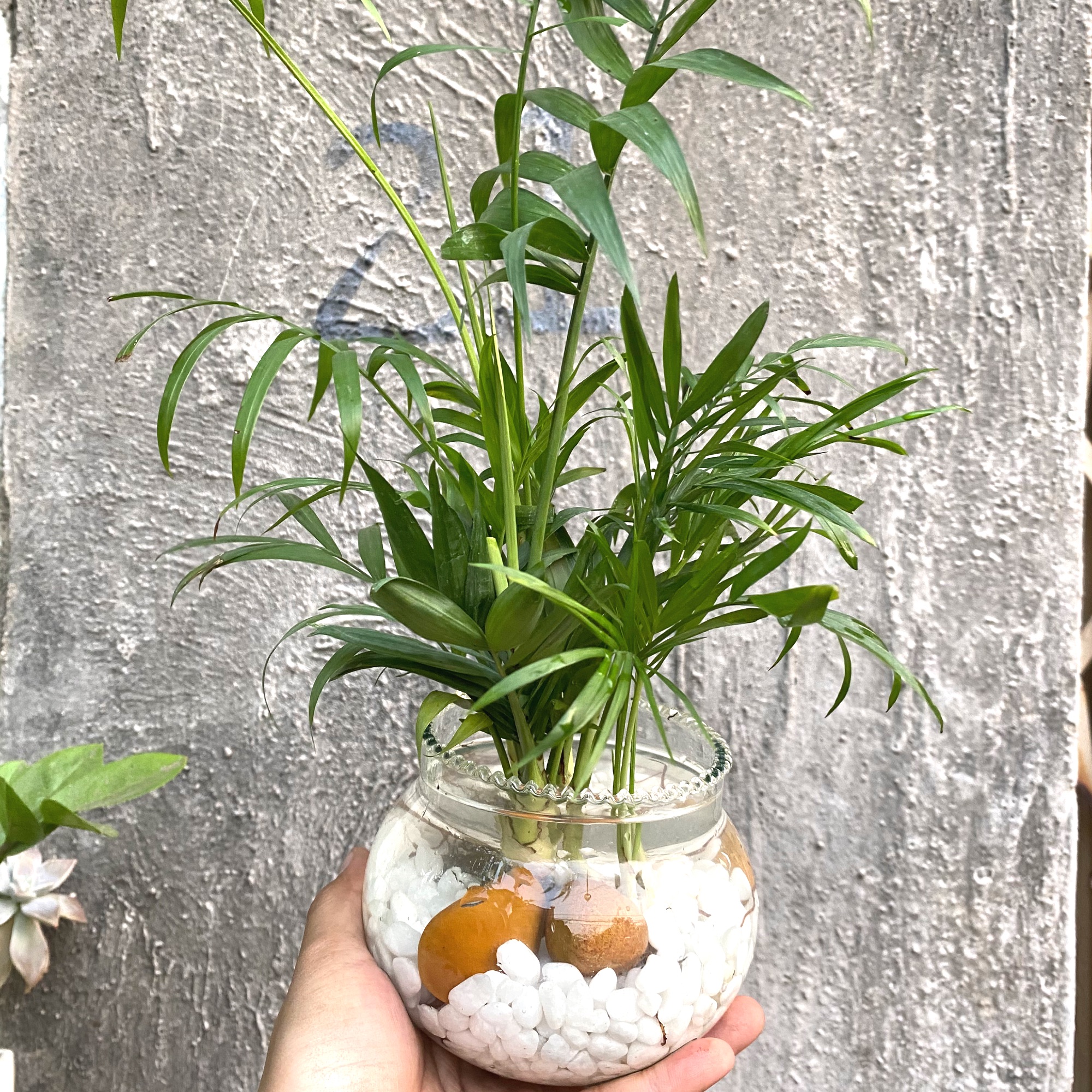 Cau tiểu trâm thuỷ sinh - trồng chậu thuỷ tinh