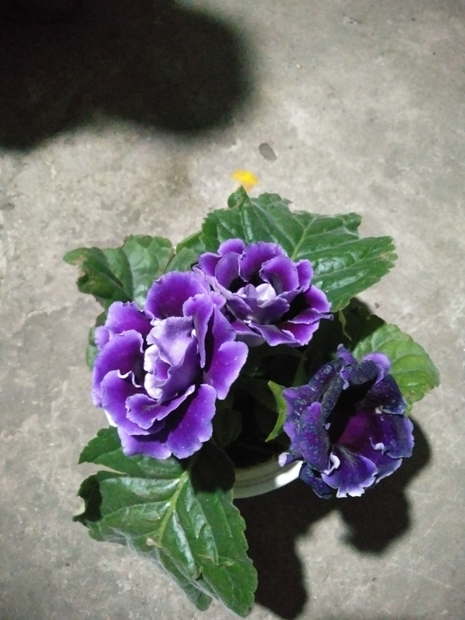 sống đời kép màu đỏ màu vàng