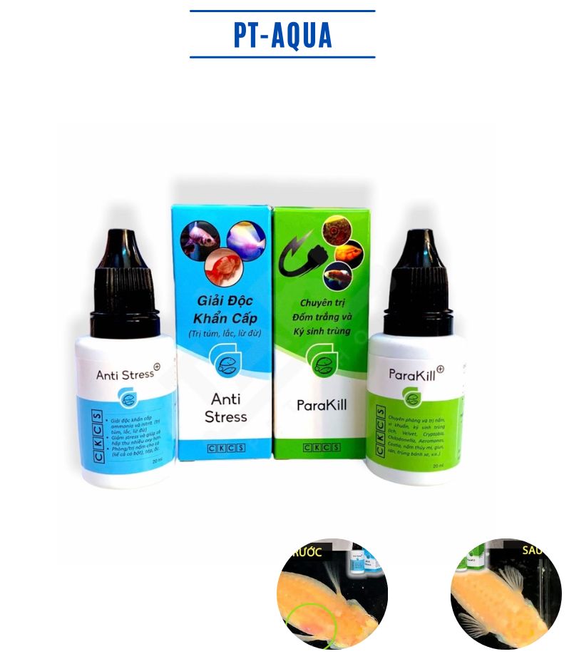 Dưỡng cá bằng Anti Stress - Parakill - Toptop giúp cá khỏe mạnh, thải độc và kháng bệnh