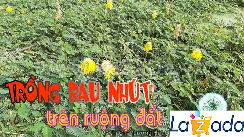 100h Hạt Giống Rau Nhút Rau Rút Dút (A3.402| G11*X57*M165)