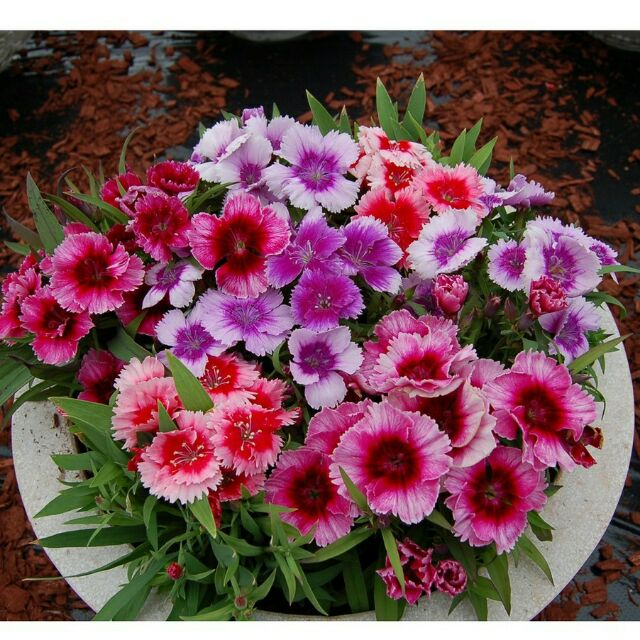 Hạt Giống Hoa Cẩm Chướng