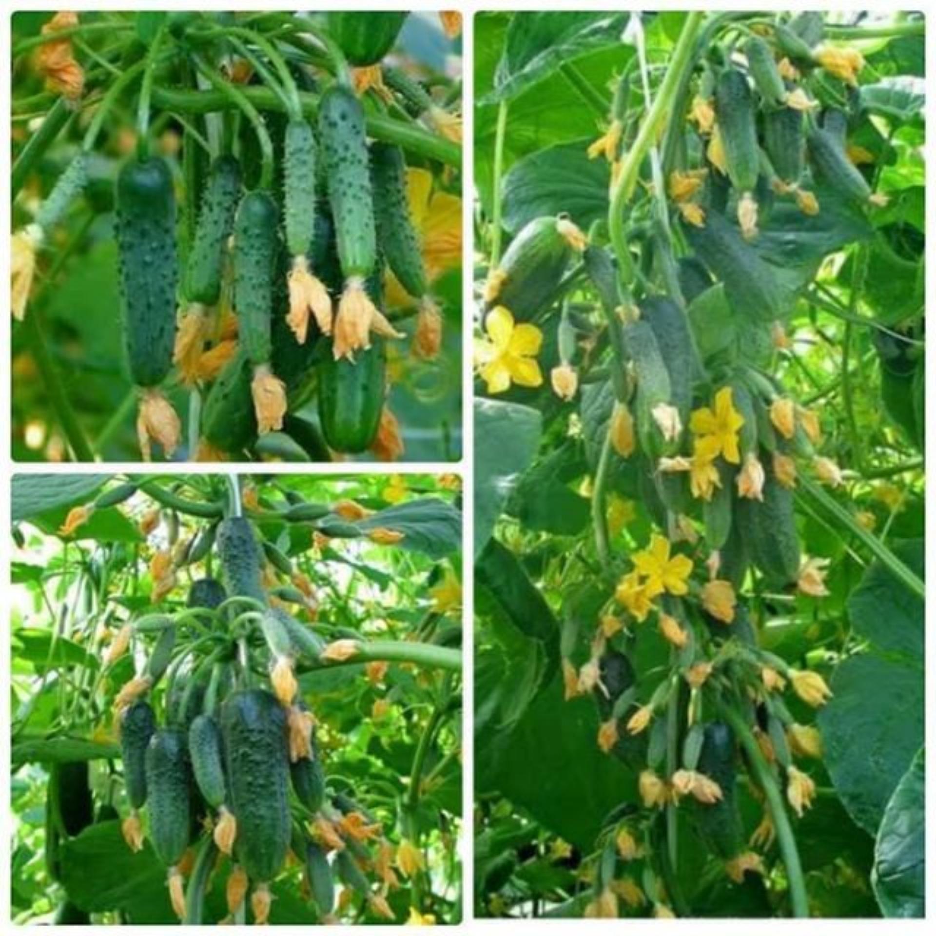 20 Hạt giống Dưa chuột Bao Tử Siêu trái (tặng Kích nẩy mầm, Hướng dẫn ươm)